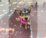 Small #1 Mutt