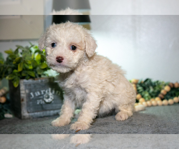 Medium Photo #1 Cavapoo (Miniature) Puppy For Sale in CAMDEN, MI, USA