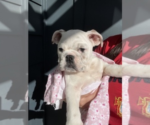 English Bulldog Puppy for sale in BAY POINT, CA, USA