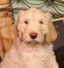 Labradoodle Puppy for sale in LITTLESTOWN, PA, USA