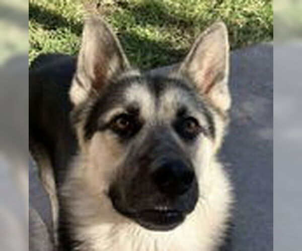 Medium Photo #2 German Shepherd Dog Puppy For Sale in Fremont, CA, USA