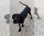 Small #3 Great Dane Mix
