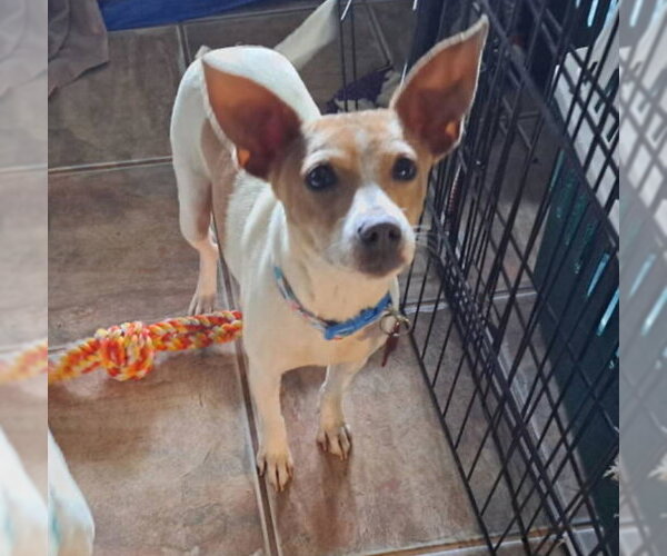 Medium Photo #2 Chihuahua-Unknown Mix Puppy For Sale in Grafton, WI, USA