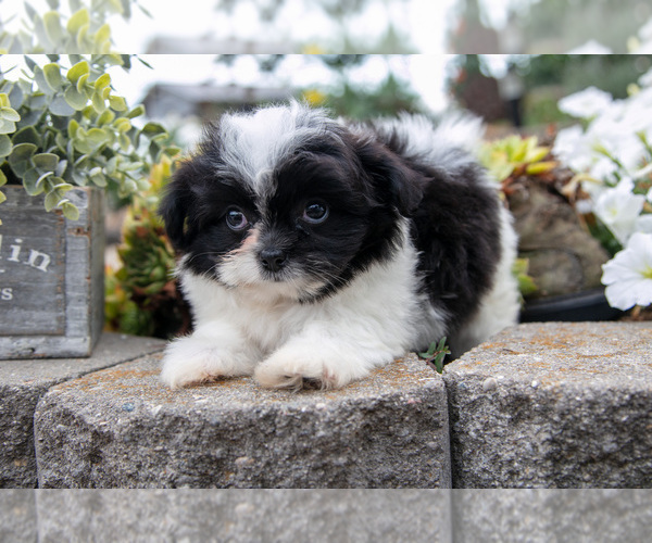 Medium Photo #1 Shiranian Puppy For Sale in MIDDLEBURY, IN, USA