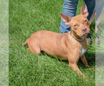 Small #1 American Staffordshire Terrier-Boxer Mix