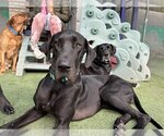 Small Photo #2 Great Dane Puppy For Sale in Vail, AZ, USA