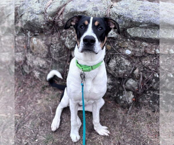 Medium Photo #1 Jack Russell Terrier-Unknown Mix Puppy For Sale in Boston, MA, USA