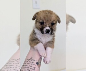 Pembroke Welsh Corgi Puppy for sale in VANCOUVER, WA, USA