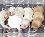 Puppy Puppy 6 Cavapoo (Miniature)