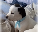Small Photo #72 American Pit Bull Terrier-Labrador Retriever Mix Puppy For Sale in MOORESBORO, NC, USA