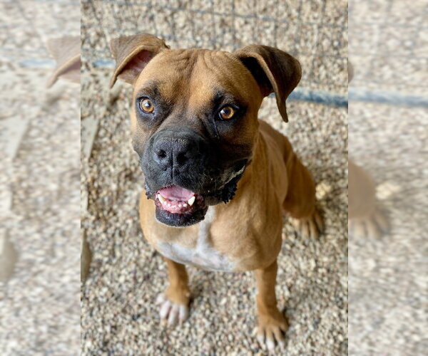 Medium Photo #6 Boxer Puppy For Sale in Austin, TX, USA