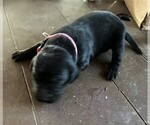 Small Photo #7 Labrador Retriever Puppy For Sale in DOUGLAS, GA, USA