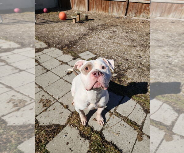 Medium Photo #1 Mutt Puppy For Sale in Evansville, IN, USA