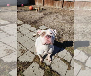 Mutt Dogs for adoption in Evansville, IN, USA