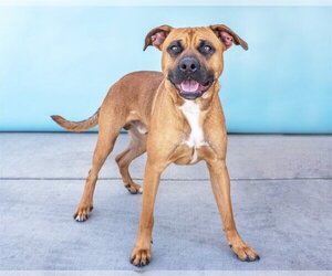 Boxer-German Shepherd Dog Mix Dogs for adoption in Pasadena, CA, USA