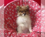 Small #1 Pomeranian