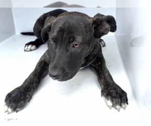 Mutt Dogs for adoption in Houston, TX, USA