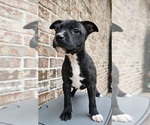 Small #13 Staffordshire Bull Terrier