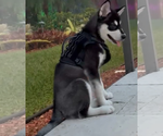 Small #1 Alaskan Malamute Mix