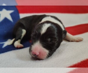 Medium Border Collie