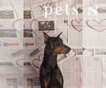 Small #11 Doberman Pinscher