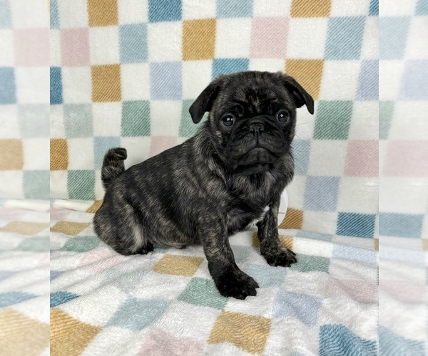 Medium Photo #3 Pug Puppy For Sale in FRANKLIN, IN, USA