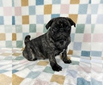 Small #2 Pug