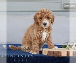 Small #1 Goldendoodle (Miniature)