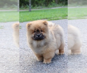 Chow Chow Puppy for sale in AUGUSTA, MI, USA