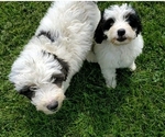 Image preview for Ad Listing. Nickname: Litter of 2