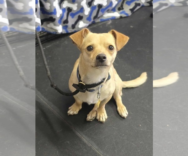 Medium Photo #4 Chihuahua Puppy For Sale in Sandy, UT, USA