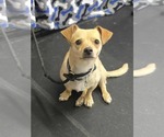 Small #3 Chihuahua