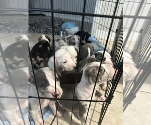 American Pit Bull Terrier Puppy for sale in KISSIMMEE, FL, USA