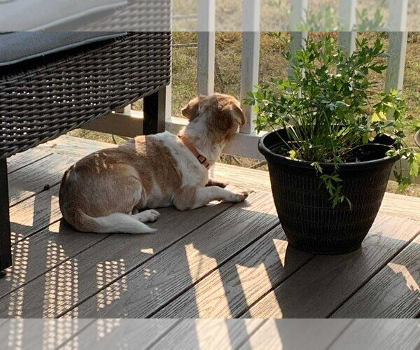 Medium Photo #10 Chihuahua Puppy For Sale in Boonton, NJ, USA