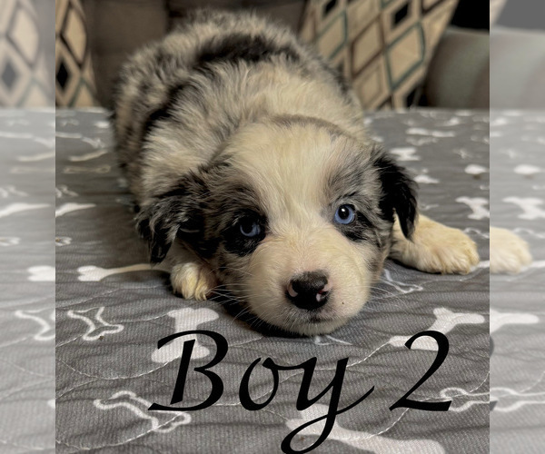 Medium Photo #6 Australian Shepherd Puppy For Sale in SALISBURY, NC, USA