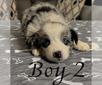 Small #5 Australian Shepherd