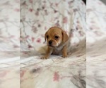 Small Photo #3 Puggle Puppy For Sale in LAKELAND, FL, USA