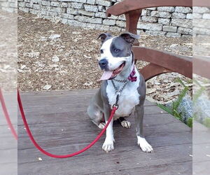 Peggy - Female American Staffordshire Terrier Dog for Adoption - Photo #10