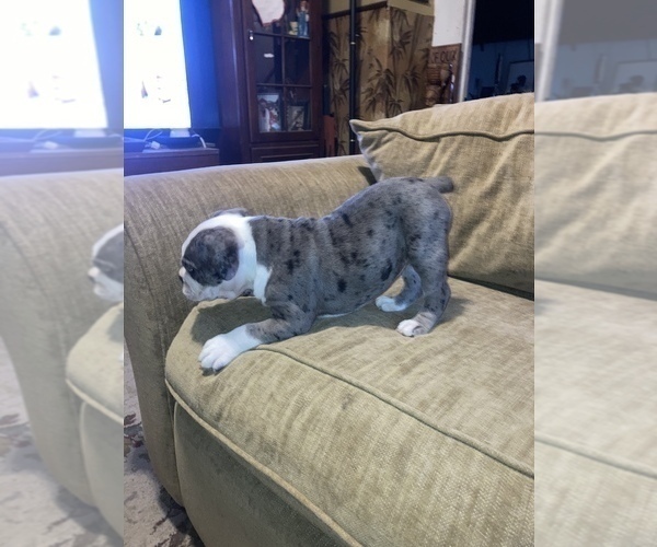 Medium Photo #2 Olde English Bulldogge Puppy For Sale in ELYRIA, OH, USA