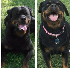 Rottweiler Puppy for sale in CRESCENT, OK, USA
