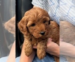 Small #5 Goldendoodle (Miniature)