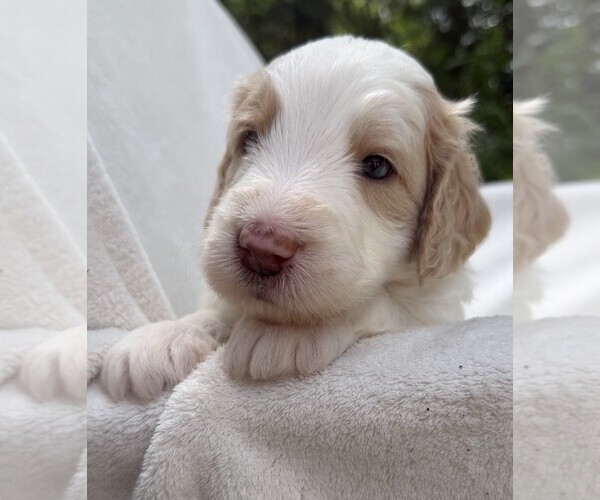 Medium Photo #26 Goldendoodle Puppy For Sale in PIERSON, FL, USA