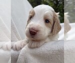 Puppy Mr Green Collar Goldendoodle