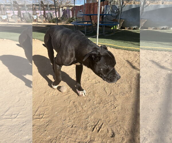 Medium Photo #3 Mastiff-Unknown Mix Puppy For Sale in Apple Valley, CA, USA
