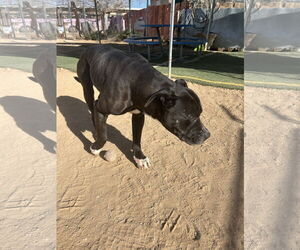 Big Willie-Adoption Pending! - Male Mastiff-Unknown Mix Dog for Adoption - Photo #3
