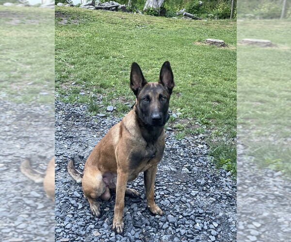 Medium Photo #1 Mutt Puppy For Sale in Imlay City, MI, USA