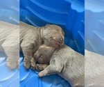 Small Photo #9 Labrador Retriever Puppy For Sale in OUTLOOK, WA, USA