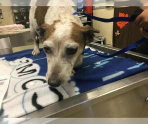 Mutt Dogs for adoption in Riverside, CA, USA