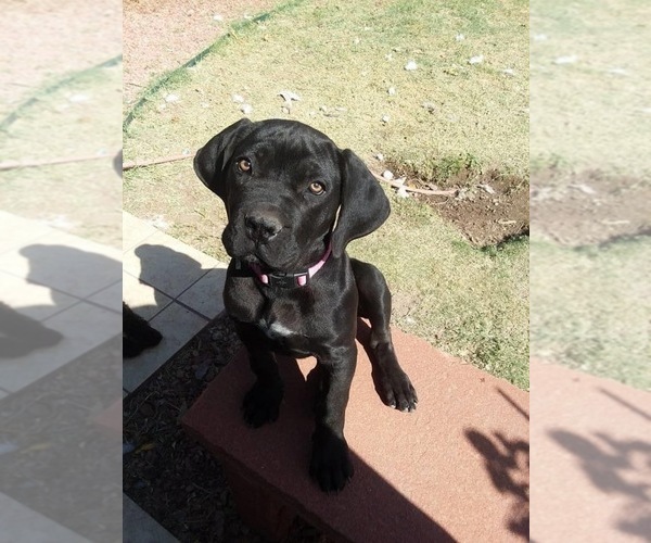 Medium Photo #30 Boerboel Puppy For Sale in LAS CRUCES, NM, USA