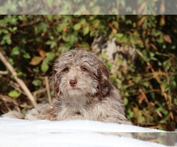 Medium Photo #11 ShihPoo Puppy For Sale in DYERSBURG, TN, USA